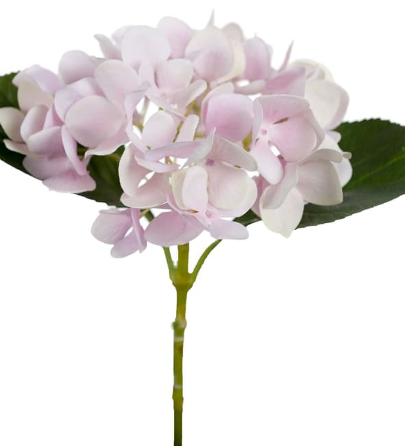 Hortensia