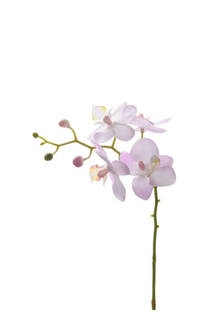 Phalaenopsis
