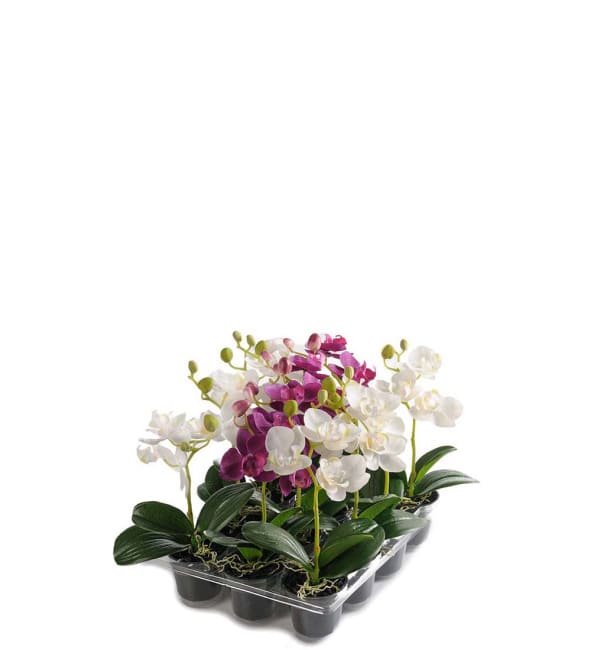 Phalaenopsis mix