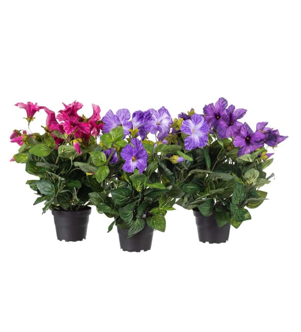 Petunia mix