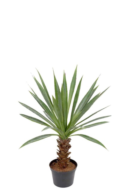 Agave