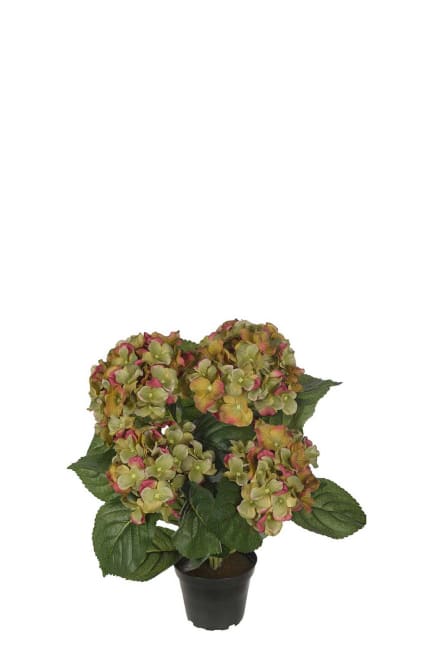 Hortensia