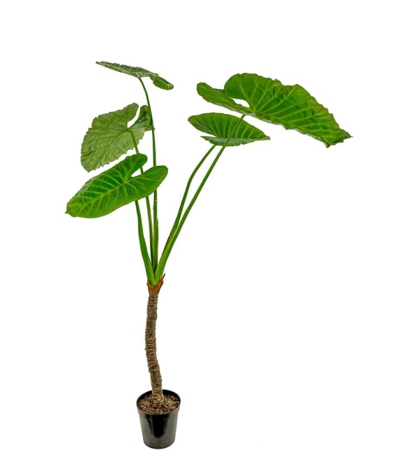 Alocasia