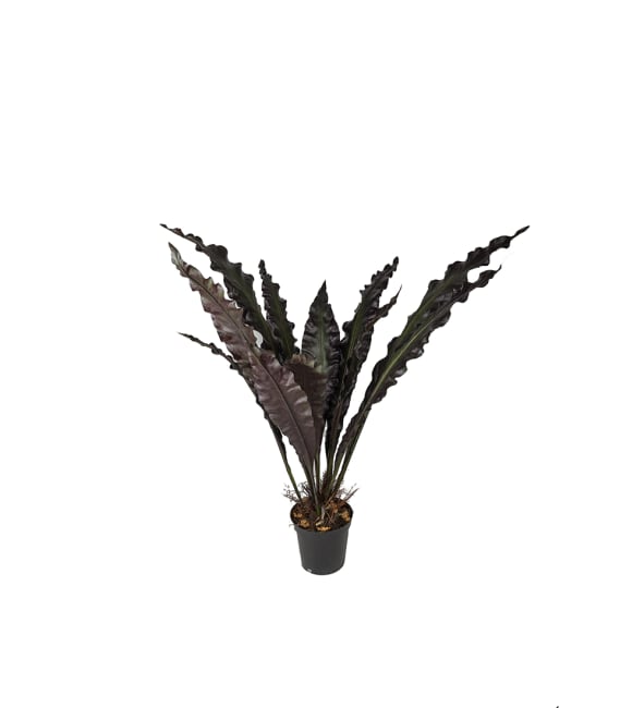 Anthurium
