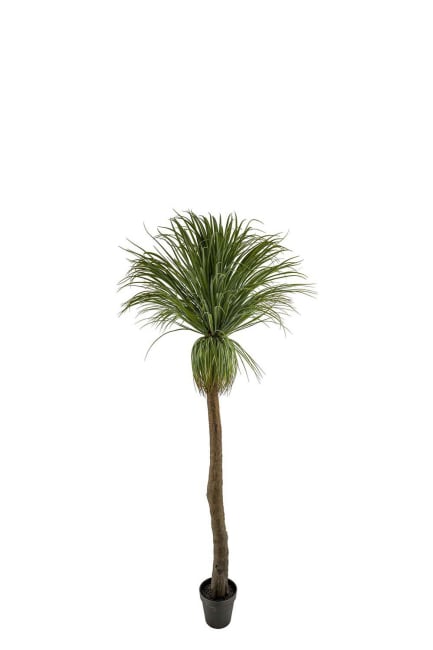 Flasklilja
