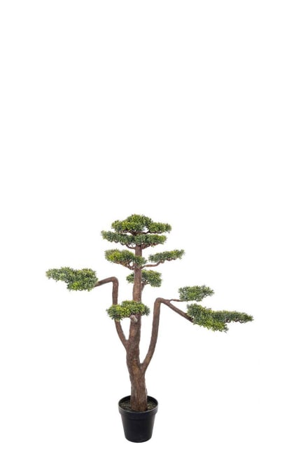 Bonsai