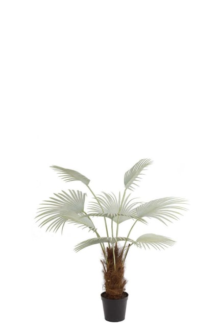 Palm
