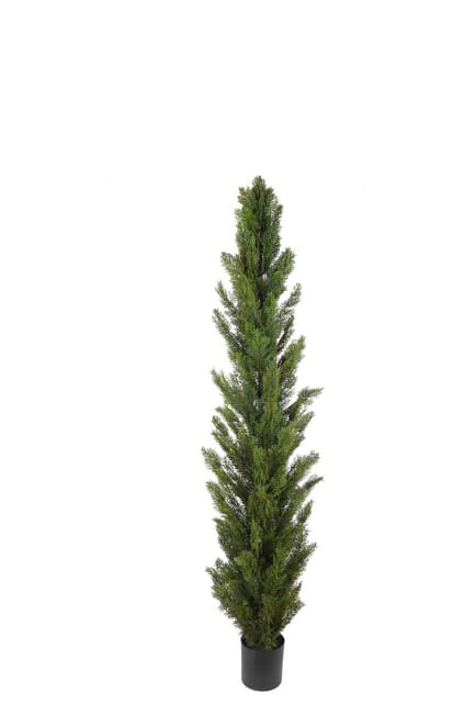 Cypress