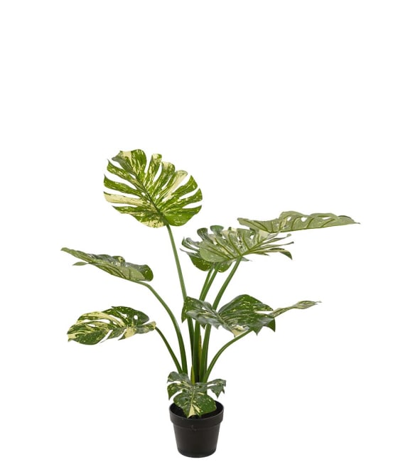 Monstera