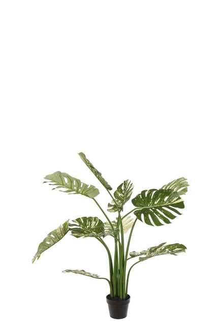 Monstera