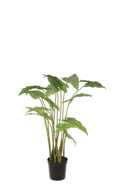 Alocasia Zebrina