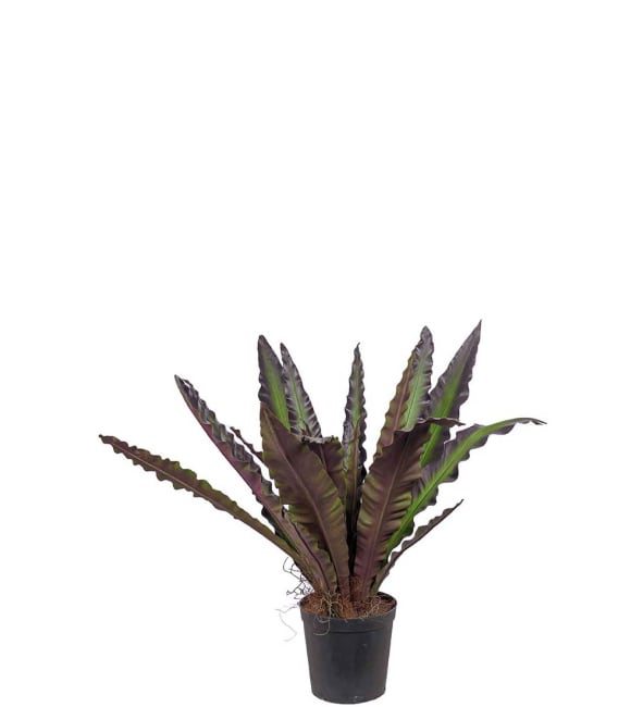 Asplenium