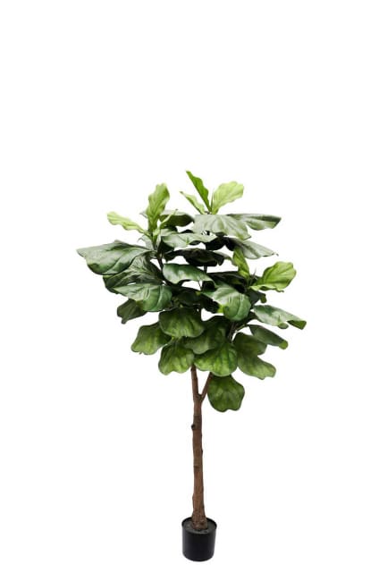 Fiolfikus