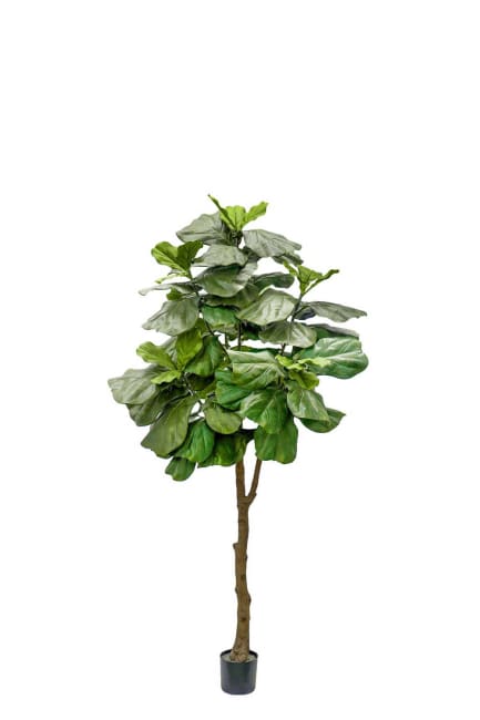 Fiolfikus