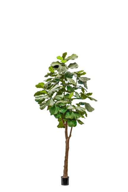 Fiolfikus