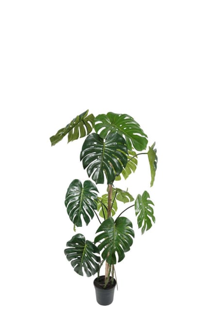 Monstera