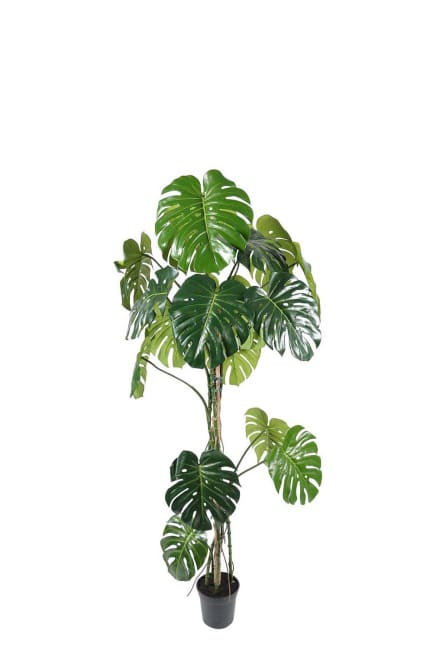 Monstera