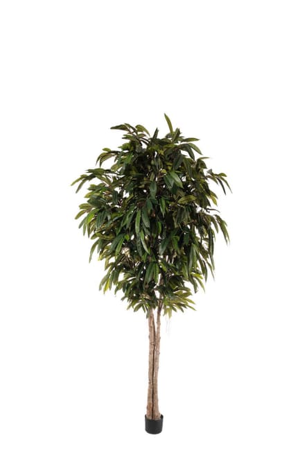 Longifolia