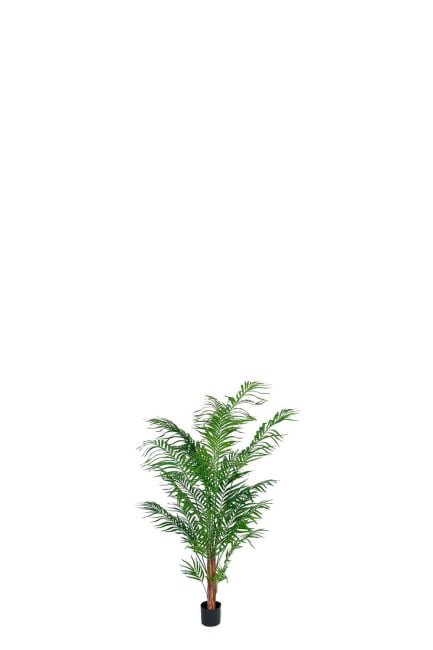 Areca Palm