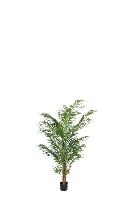 Areca Palm