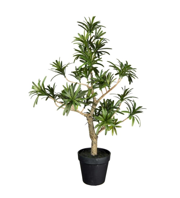 Podocarpus