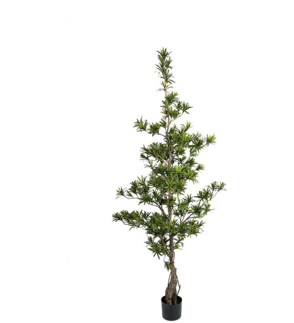 Podocarpus