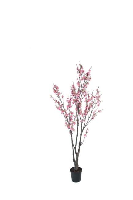 Kirsebærblomst