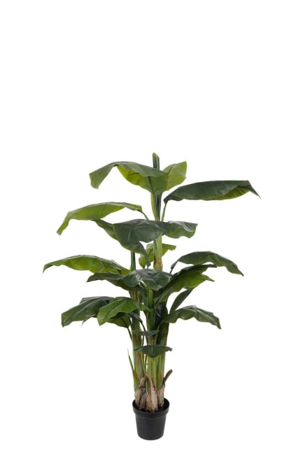 Banan