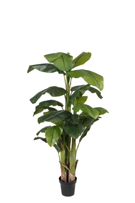 Banan