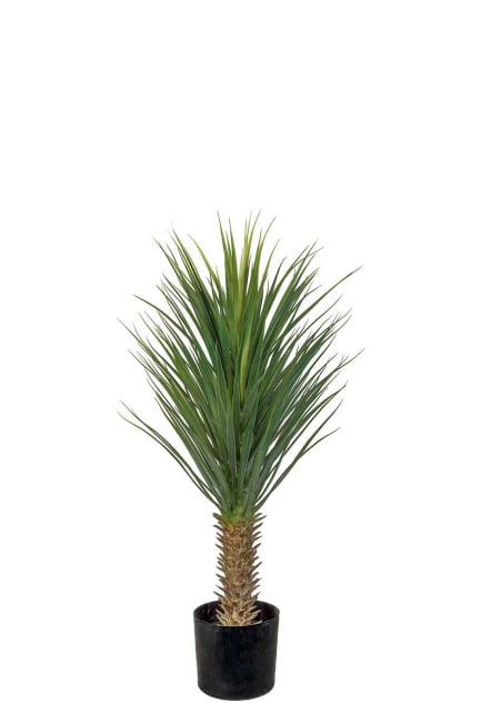 Yucca Rostrata