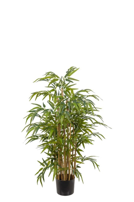 Bambu