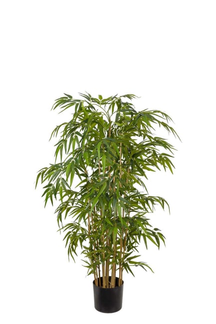 Bambu