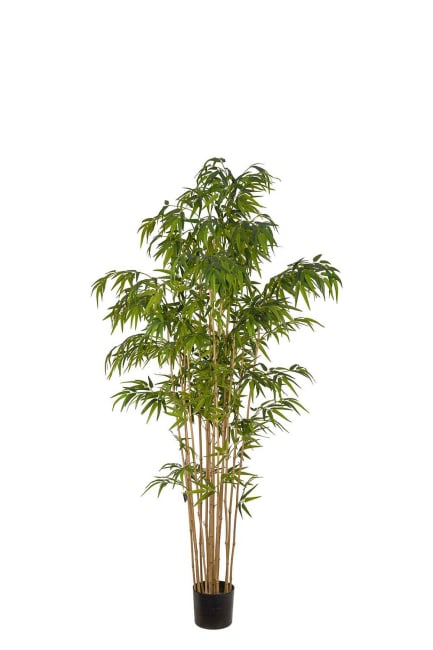 Bambu
