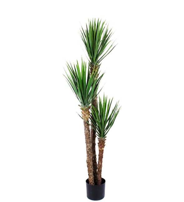 Yucca Rostrata
