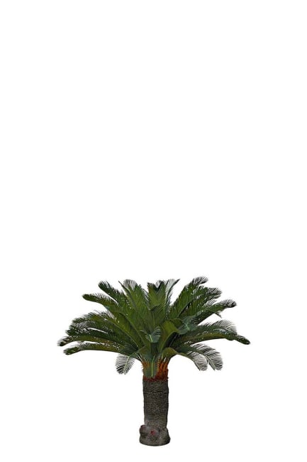 Cycas Palm