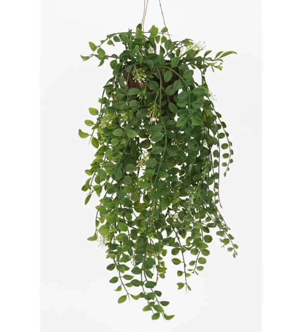 Pilea
