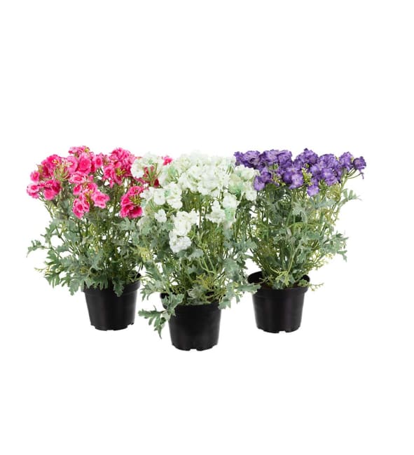 Verbena mix