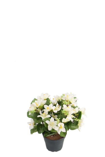 Campanula