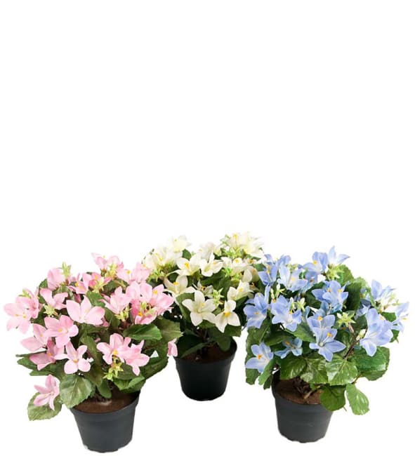 Campanula mix