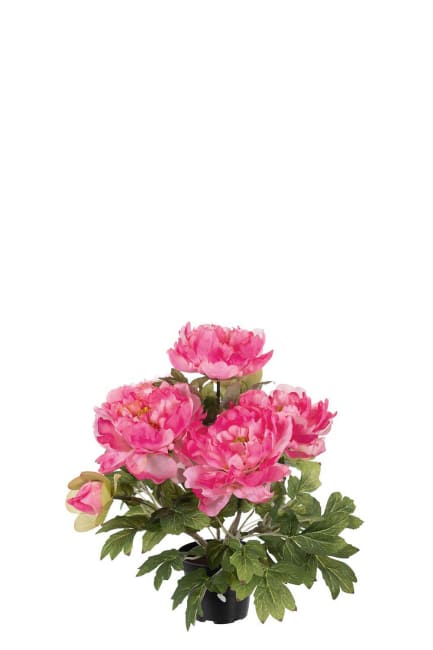 Pion