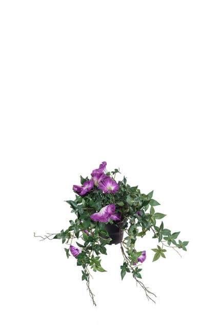 Dagens blomst