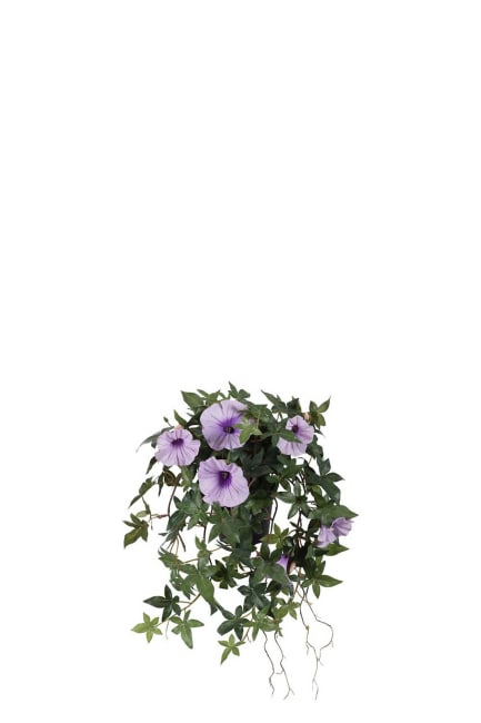 Blomma för dagen