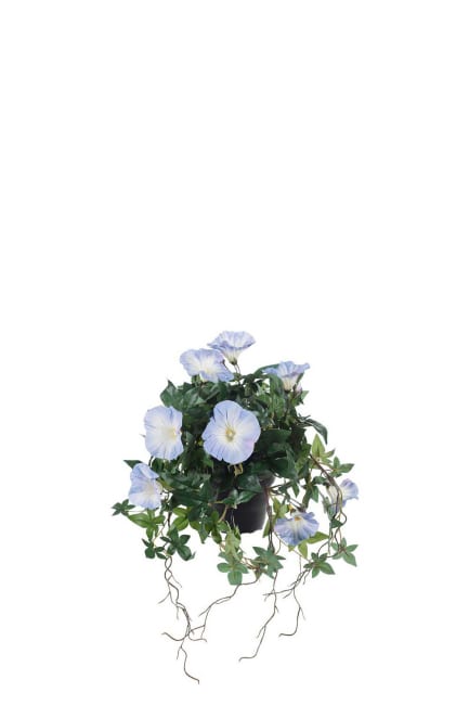 Blomma för dagen