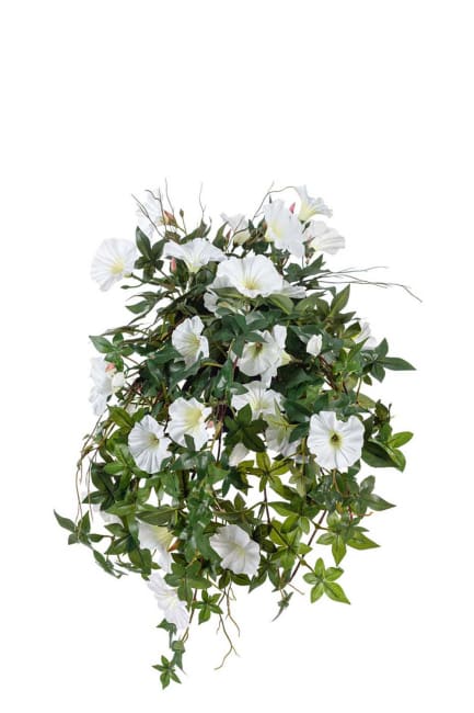 Blomma för dagen