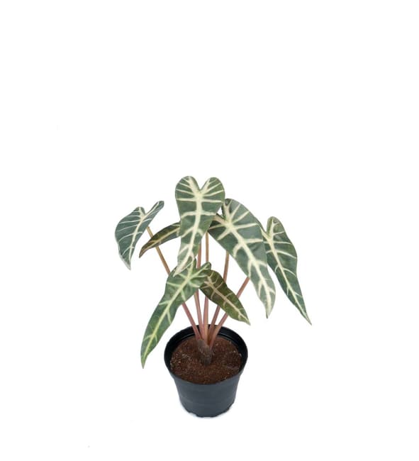 Alocasia