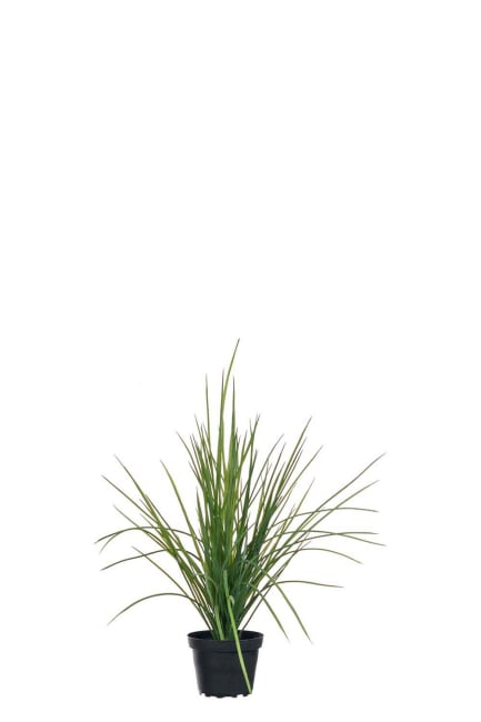 Gräs