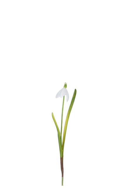 Snödroppe