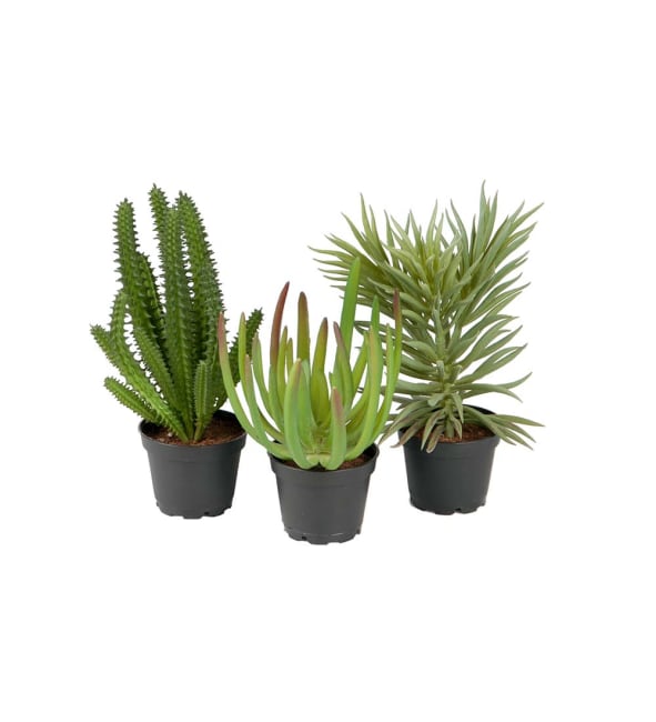 Succulent mix