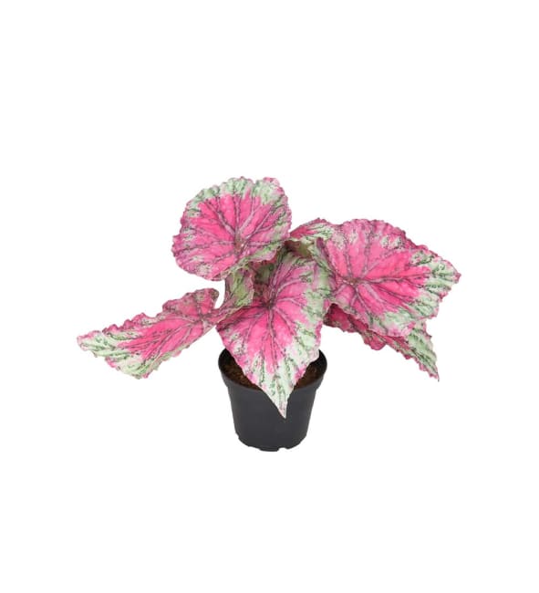Rexbegonia