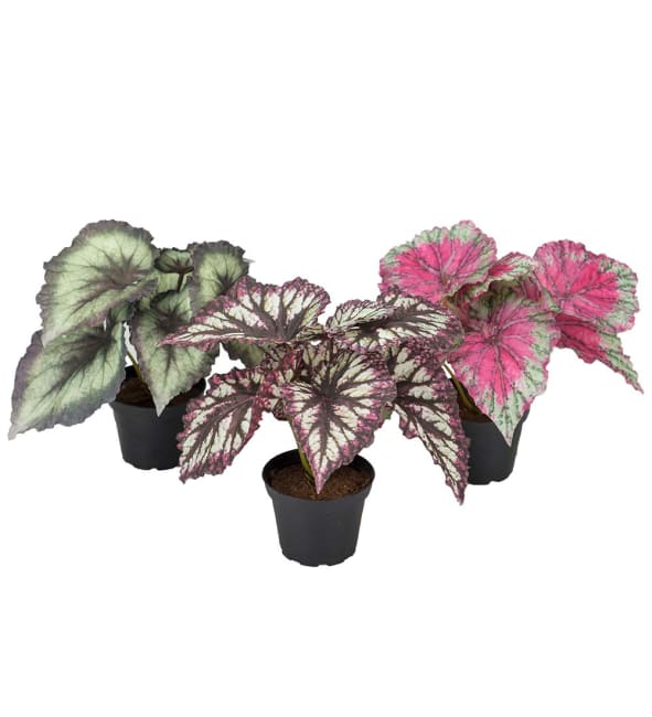 Rexbegonia mix